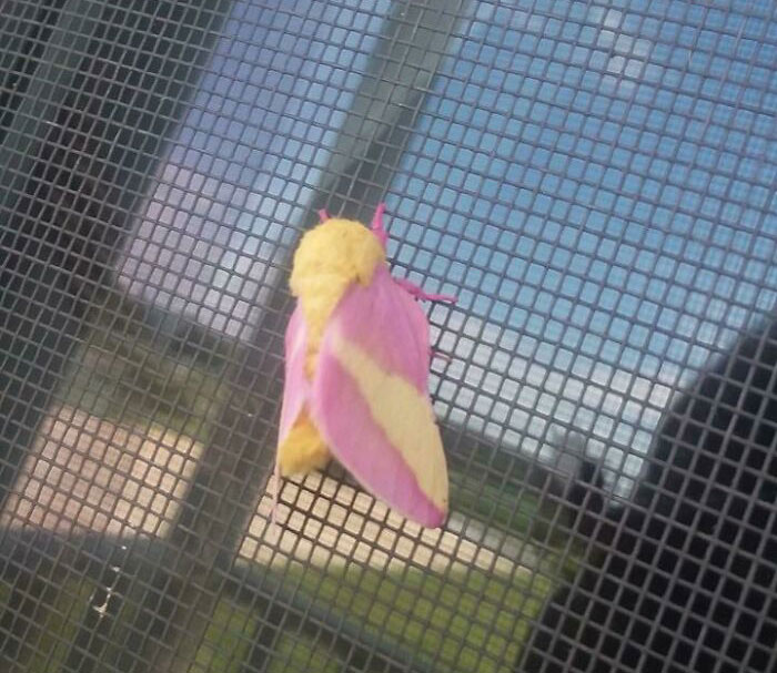 Pink and yellow colorful bug resting on a window screen showcasing one of the beautiful and cute bugs rarely seen before.