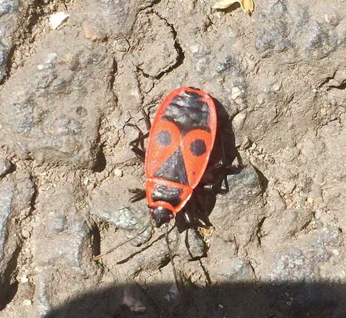 This Bug Looks Like A Tiki Mask