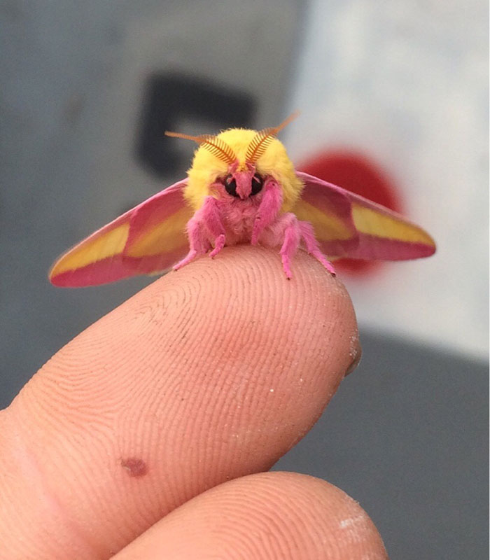 Colorful pink and yellow bug with feathery antennae resting on a human fingertip, showcasing spectacular bug details.