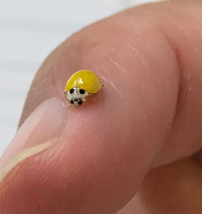 Yellow Lady Bug
