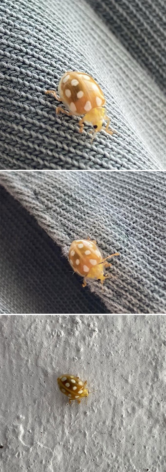 An Orange Ladybird