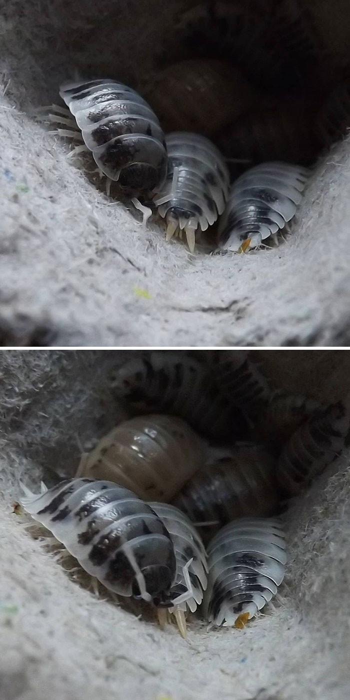 Isopods