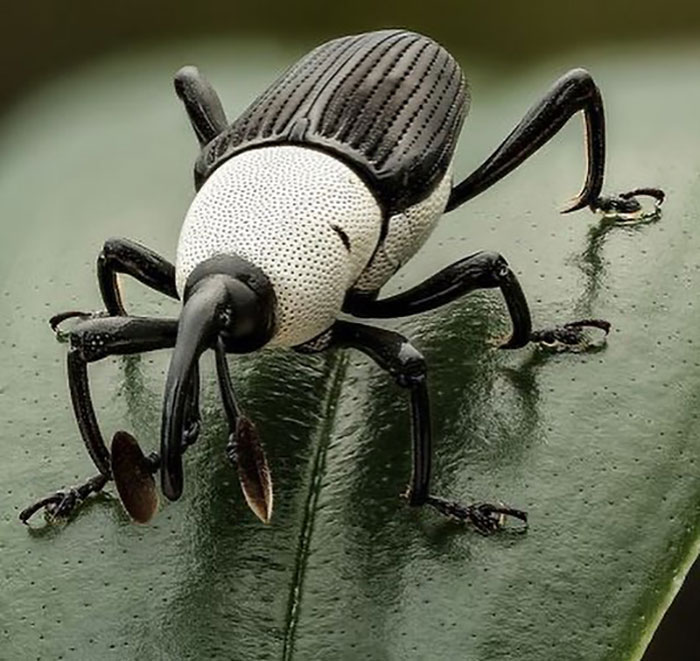 Black And White Weevil