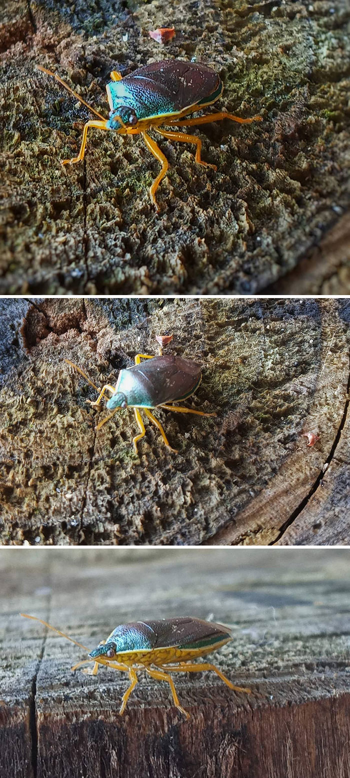 Chlorochroa Sayi, Stink Bug