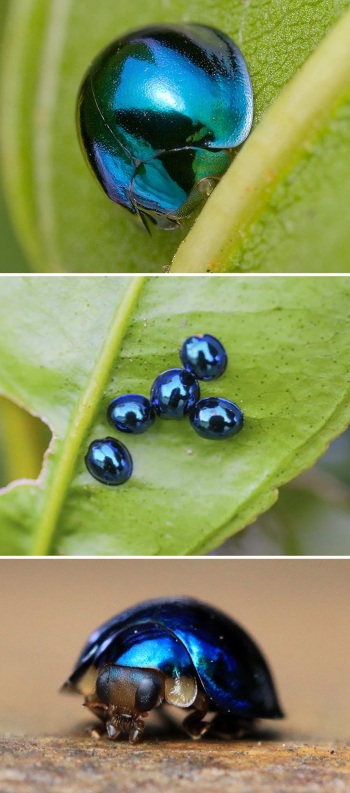 Close-up images of shiny blue iridescent bugs on green leaves showcasing spectacular bug details.