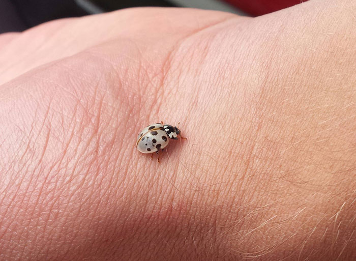 If You Were Ever Wondering What An Albino Ladybug Looks Like