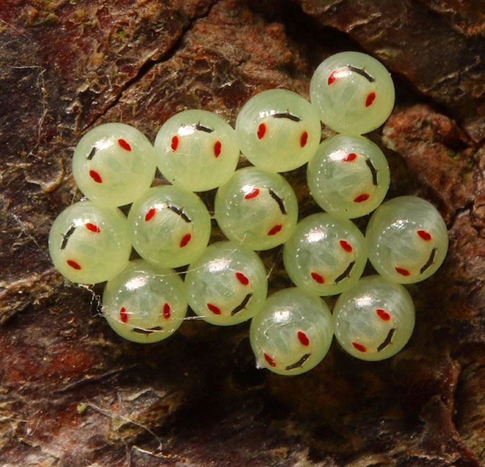 Happy Little Stink Bug Eggs
