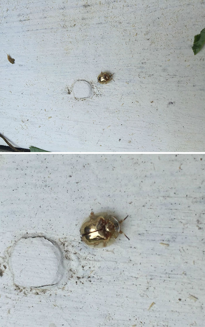 I Found A Beetle That Looks Like It's Made Of Pure Gold