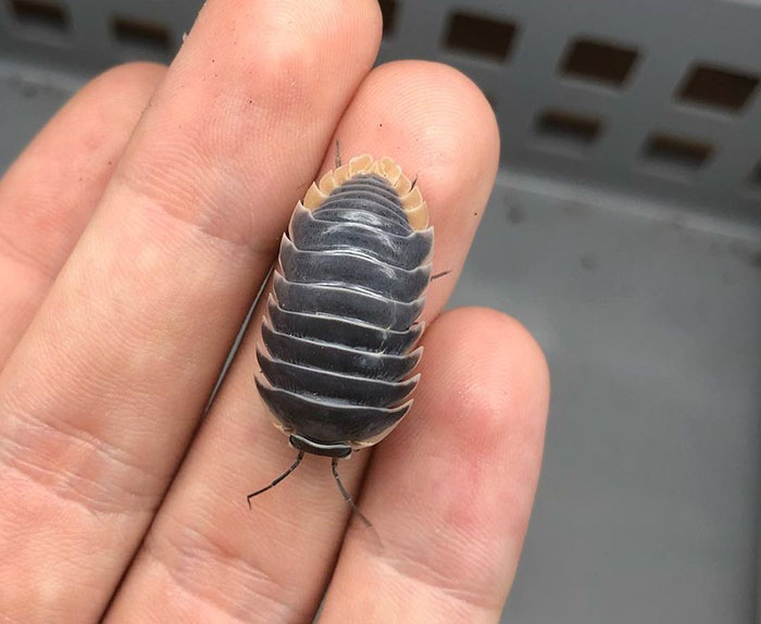 Giant Isopod From Oman