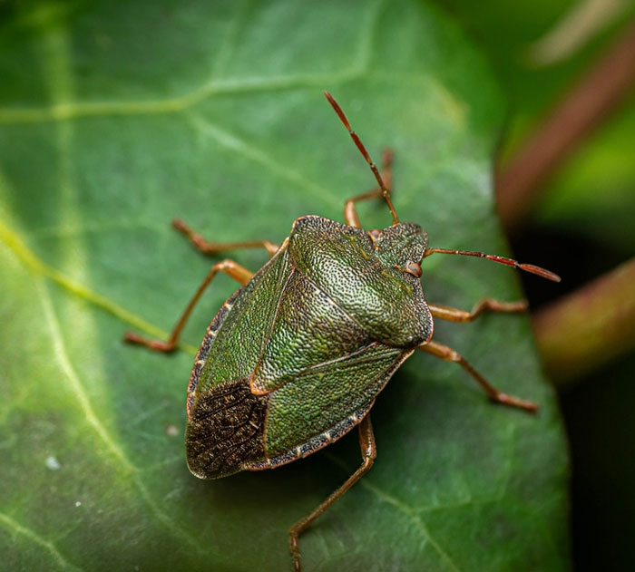 Shield Bug