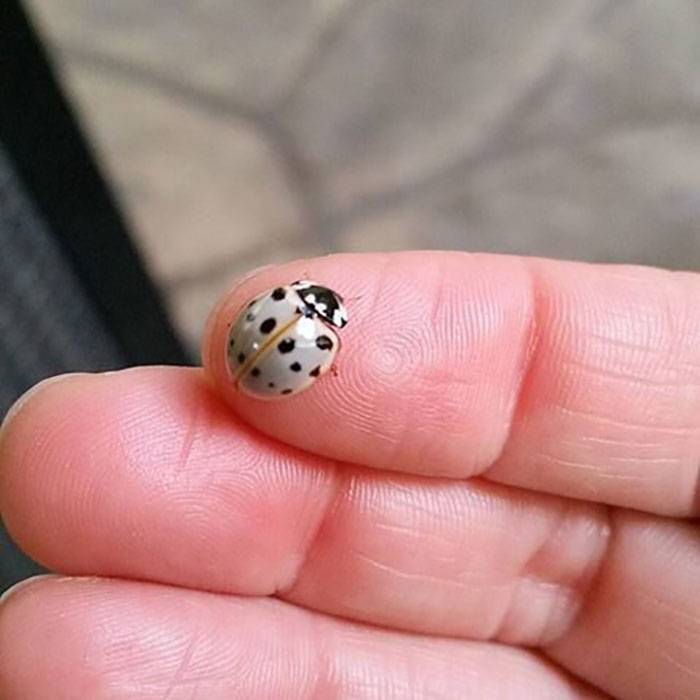 Leucistic Ladybug