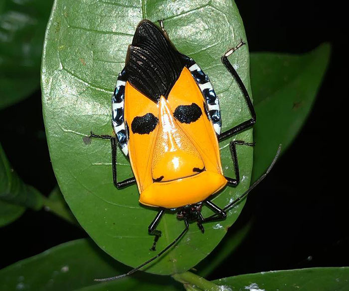 Man Faced Stink Bug