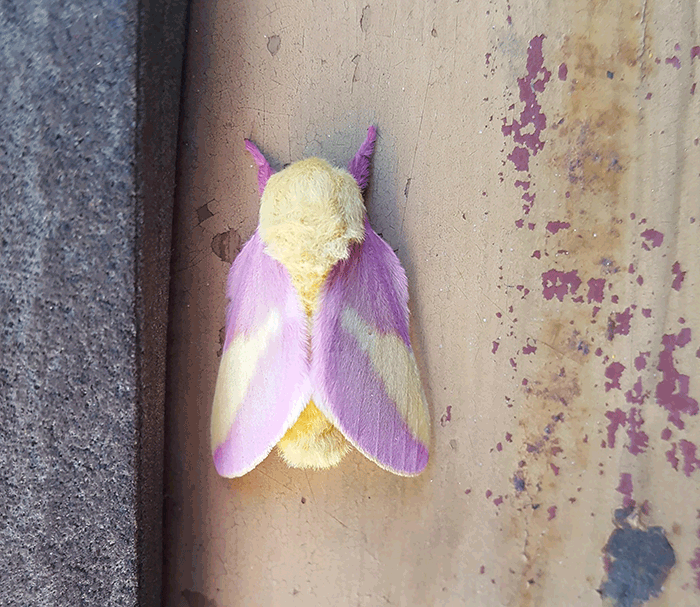 Vibrant yellow and purple moth resting on a textured surface, showcasing the beauty bugs display in nature.