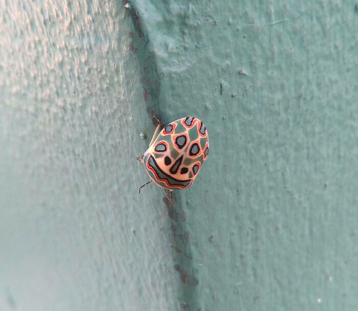 This Cool Bug I Saw Today