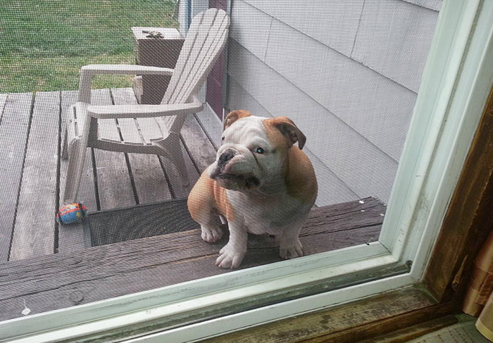 Tony My English Bulldog At 3 Months