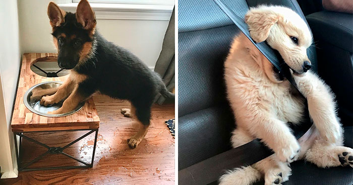 40 Fotos adorables de perros que ojalá te alegren el día