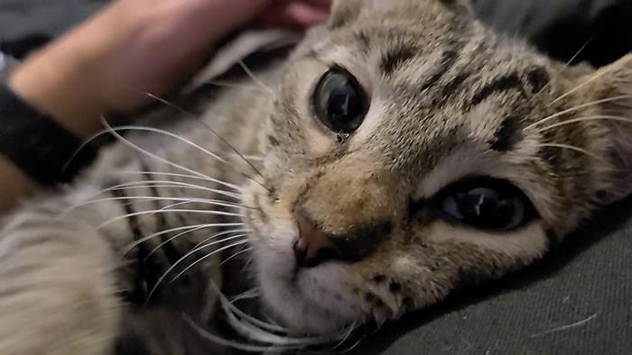 Hoy me adoptaron. Se escondió bajo la estufa todo el día hasta que le di comida húmeda para gatos. Fue amor a primer mordisco