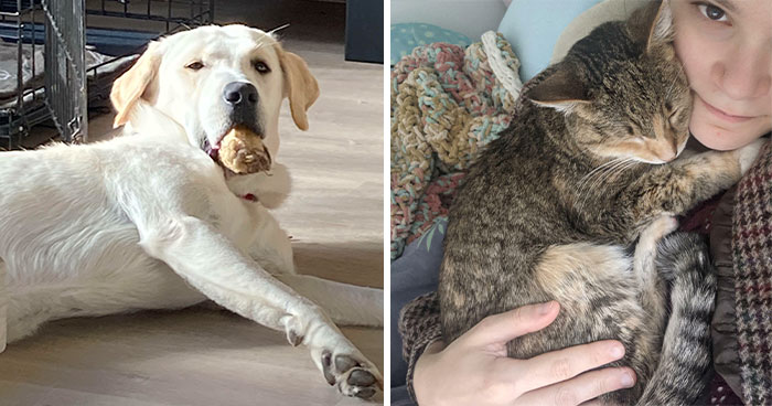 40 Reconfortantes fotos de mascotas rescatadas para sanar tu alma (edición de octubre)