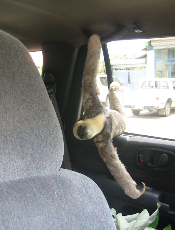 Hey Man Pull Over, I Need Some Doritos