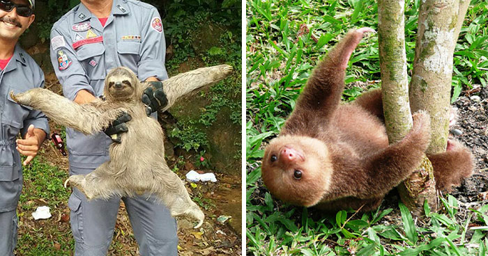 39 Fotos de perezosos adorables para celebrar el Día Internacional del Perezoso