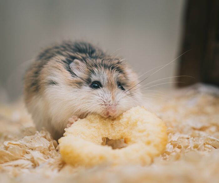 Close-up of a hamster eating a snack in bedding, representing disturbing facts to ruin your day and upsetting moments.