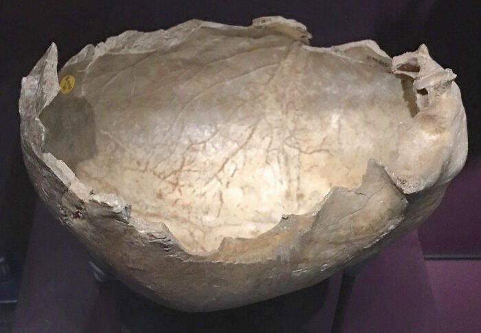 Ancient human skull bowl with c*****d edges displayed in a museum, illustrating disturbing facts to ruin your day.