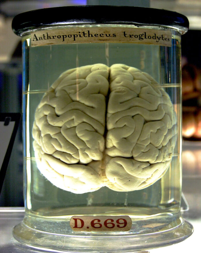 Preserved Anthropopithecus troglodytes brain in a jar, illustrating disturbing facts related to human evolution and anatomy.