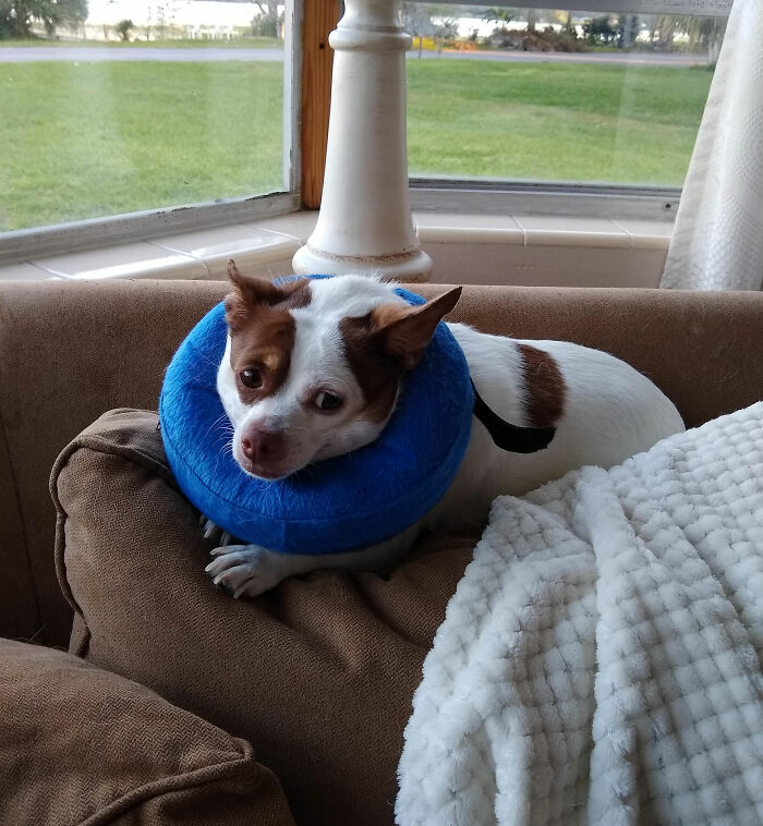 Person Gives Their Dog A Human Name, Turns Out His Sister’s Boyfriend Is Named The Same And Family Drama Ensues Person Gives Their Dog A Human Name, Turns Out His Sister’s Boyfriend Is Named The Same And Family Drama Ensues