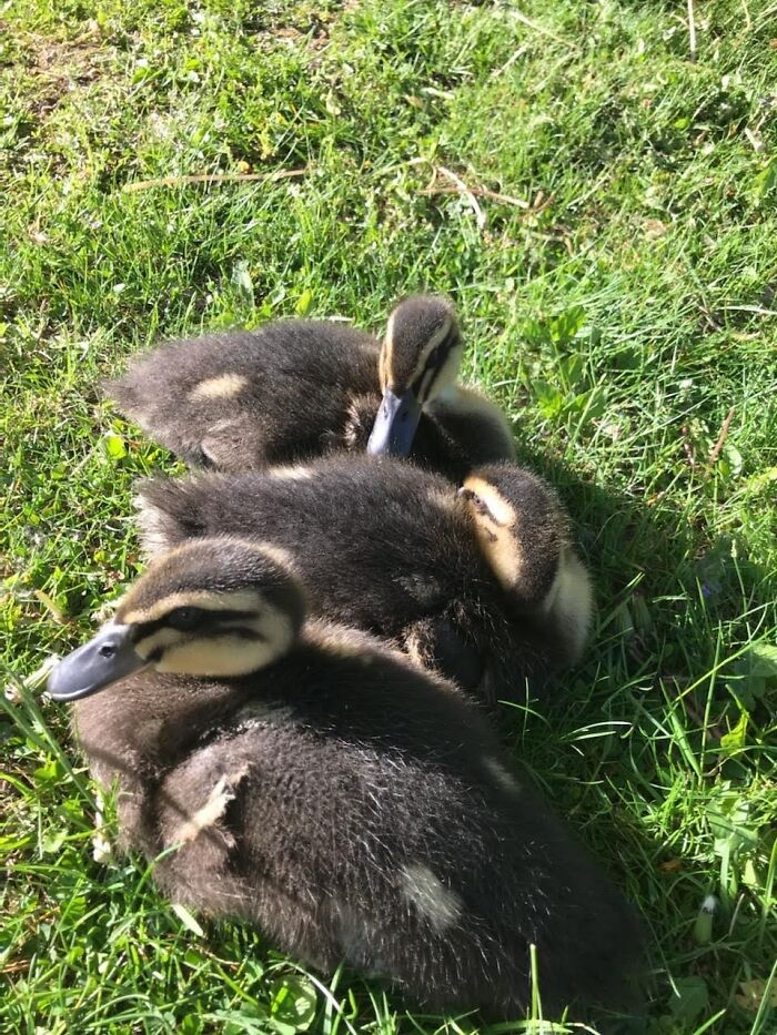 My Best Friend's Ducklings: Rona, Babushka, And Franklin.
