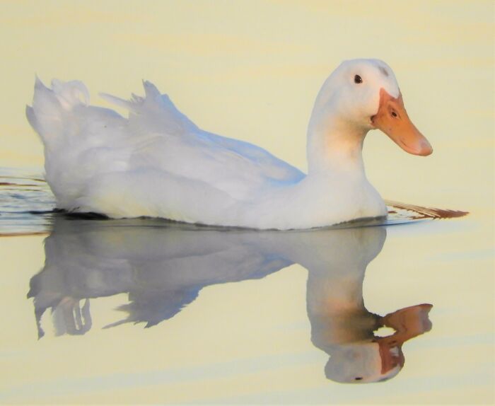 At The Duck Pond, At Sunset.