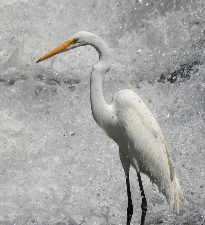 Great Egret