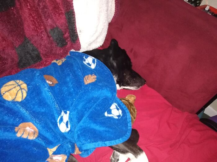 Tucked In With Her Brother's Stuffed Tortoise