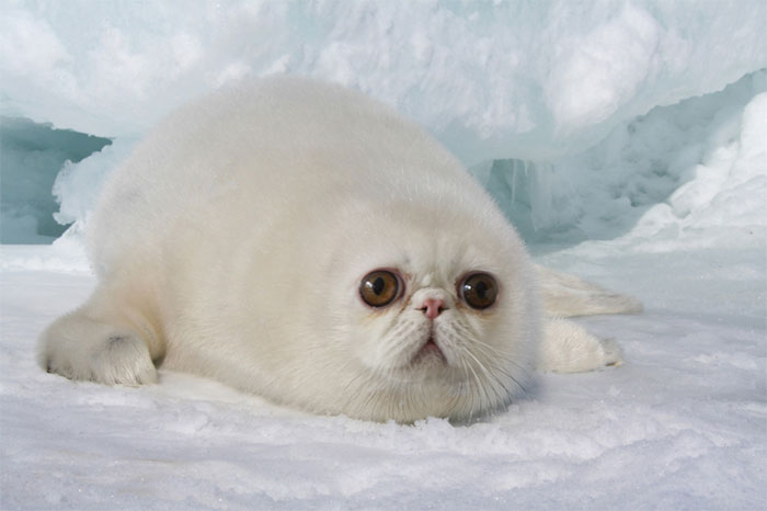 Designers Combined Animals Together And Some Of Them Are So Bad They’re Funny (30 Pic)