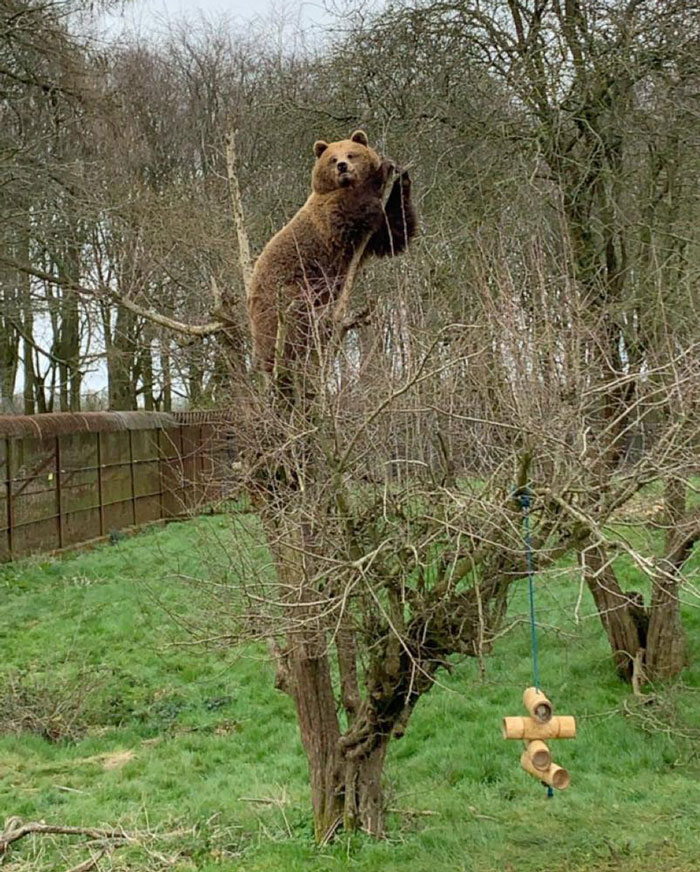 This Bear Chilling In A Tree, Picture Taken Today By Myself
