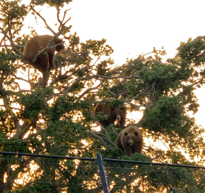 Scientific Proof That Bears Grow On Trees