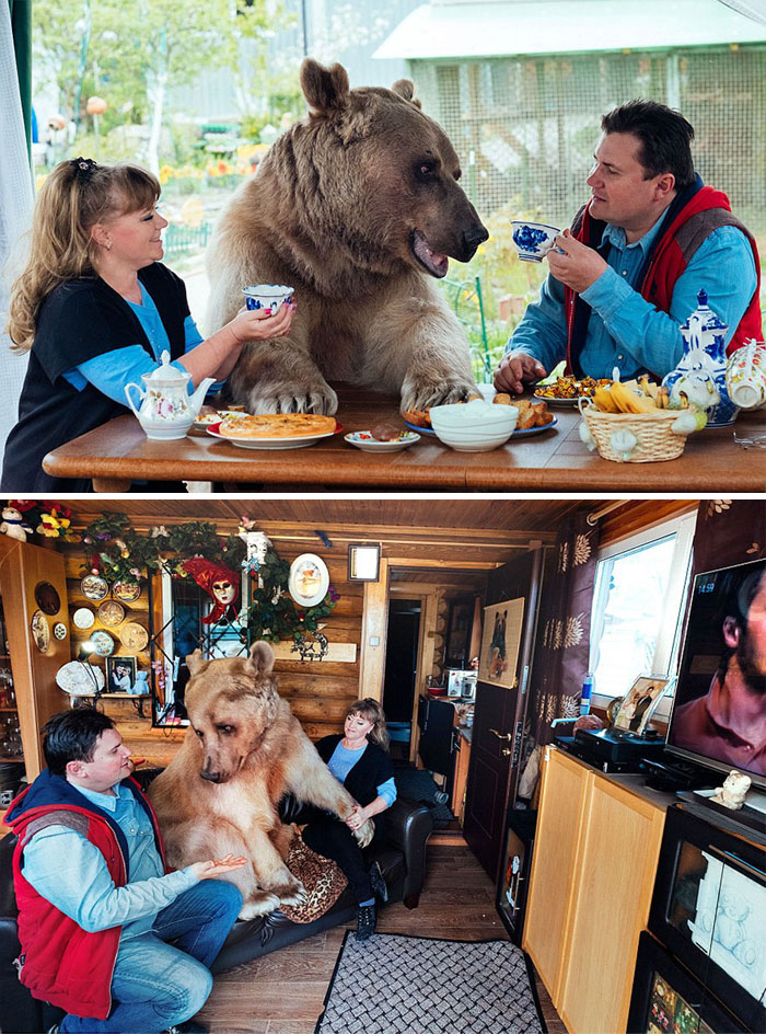 This Couple Adopted Stepan When He Was A 3-Month-Old Orphaned Cub