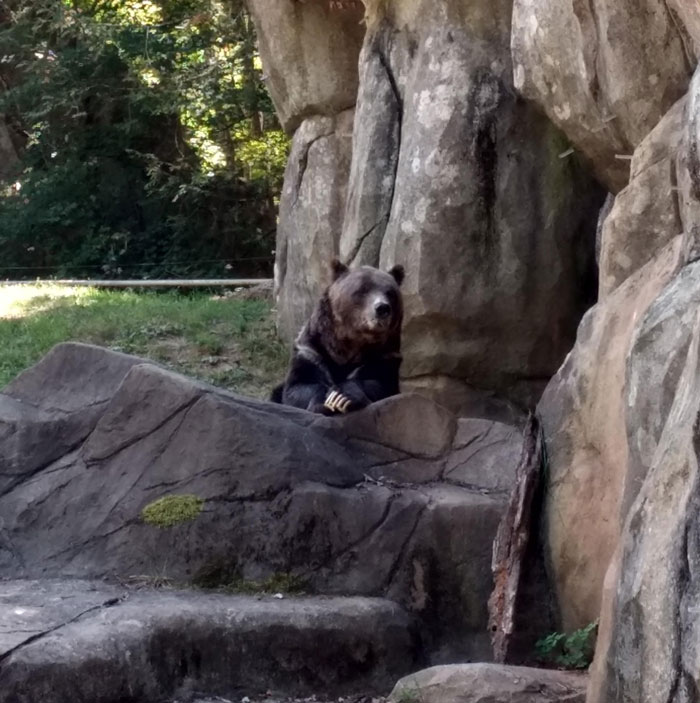 Hello, I'm Mr. Bear, And Welcome To My Talk Show