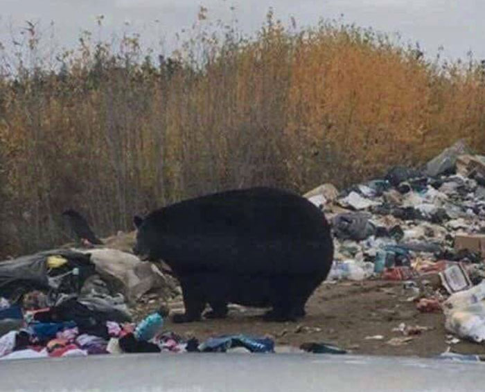 Round Bear