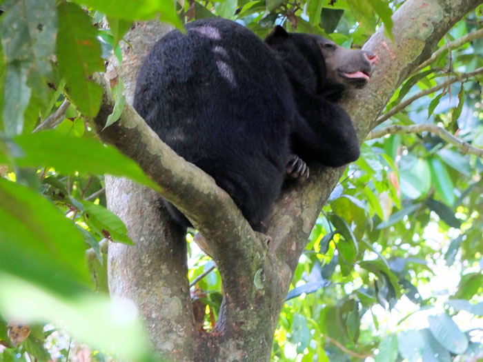 Sun Bear