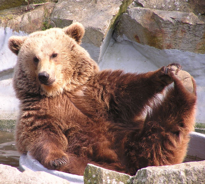 Bear Bath