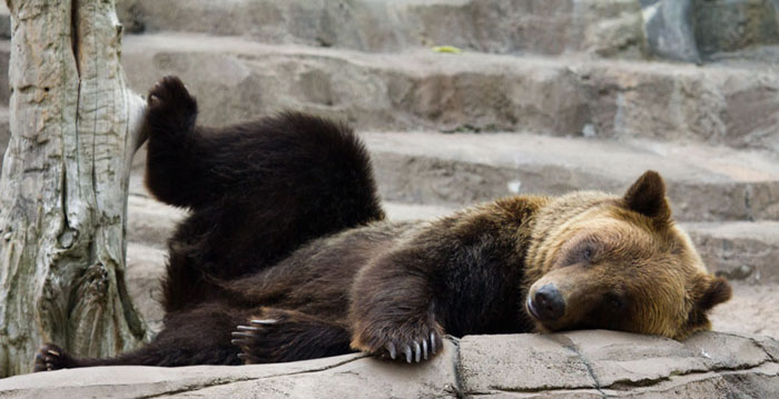 Bear Nap