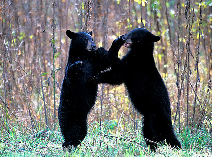 U.S. Fish And Wildlife Service Southeast Region