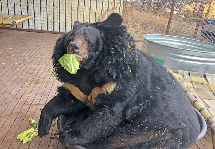 Dillan Is Less Than Thrilled With His New Diet