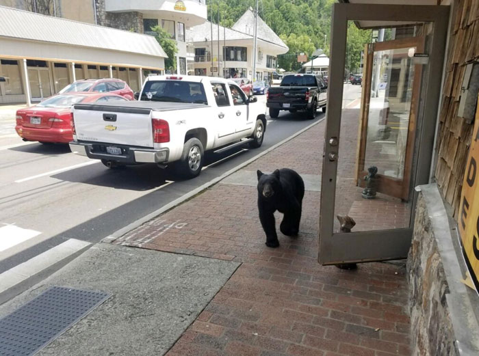 Just Taking A Stroll Down The Sidewalk