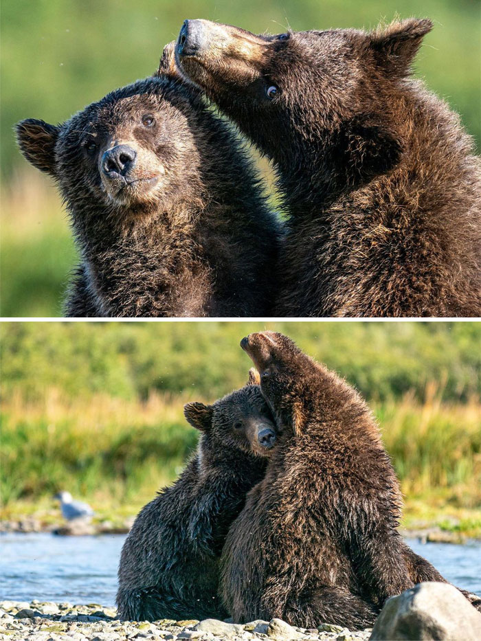 A Few Magic Moments With An Amazing Family Of 3 Second Summer Cubs That I Spent Time With Last Summer