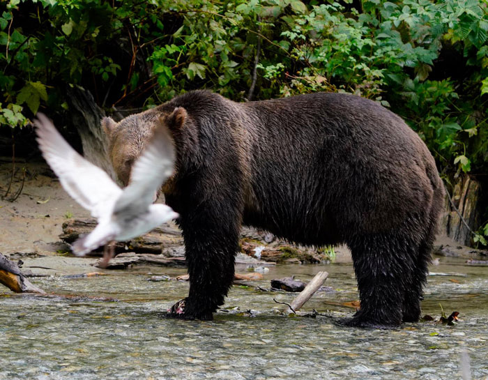 I've Waited So Long To Get That Perfect Grizzly Bear Photo. Took The Expensive Tour And Everything