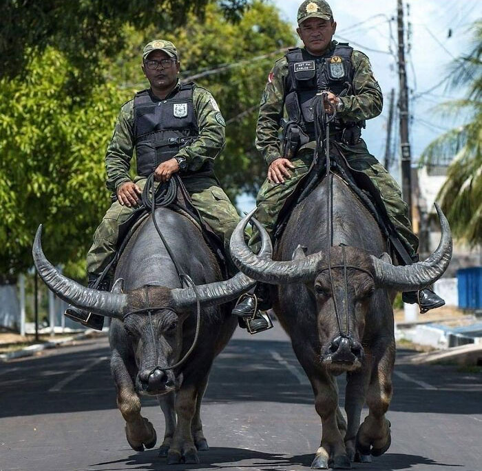 Patroling On Some Water Buffalo