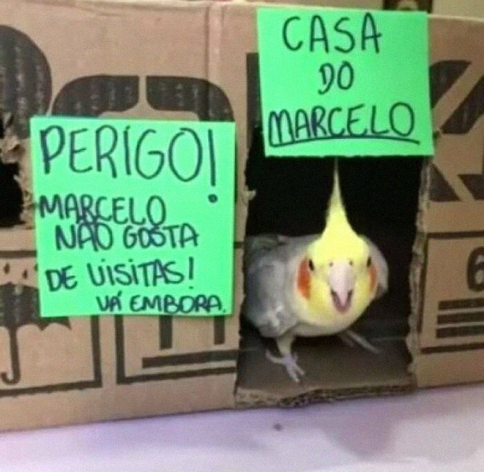 Marcelo's House, Danger Marcelo Don't Like Visits, Go Away