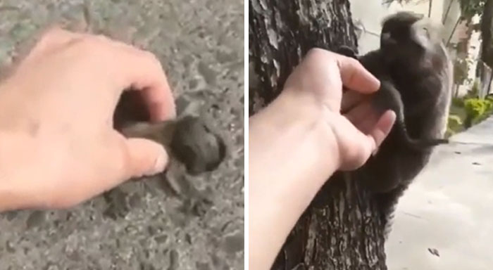 A Man Rescues A Lion Tamarin Pup And Returns It To Its Mother