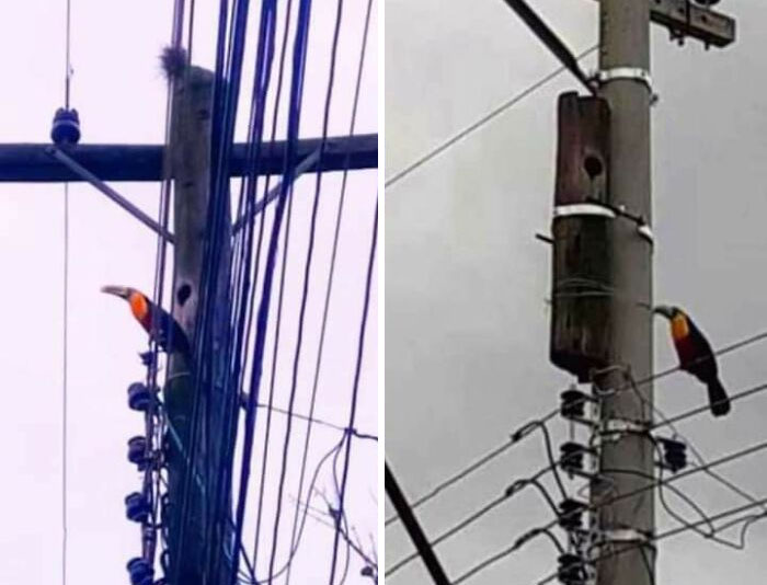 The Wooden Mast Had To Be Replaced By A Concrete Mast, But The Professionals Preserved The Tucano's House...